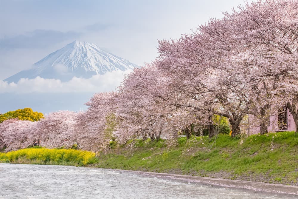 La flora japonesa