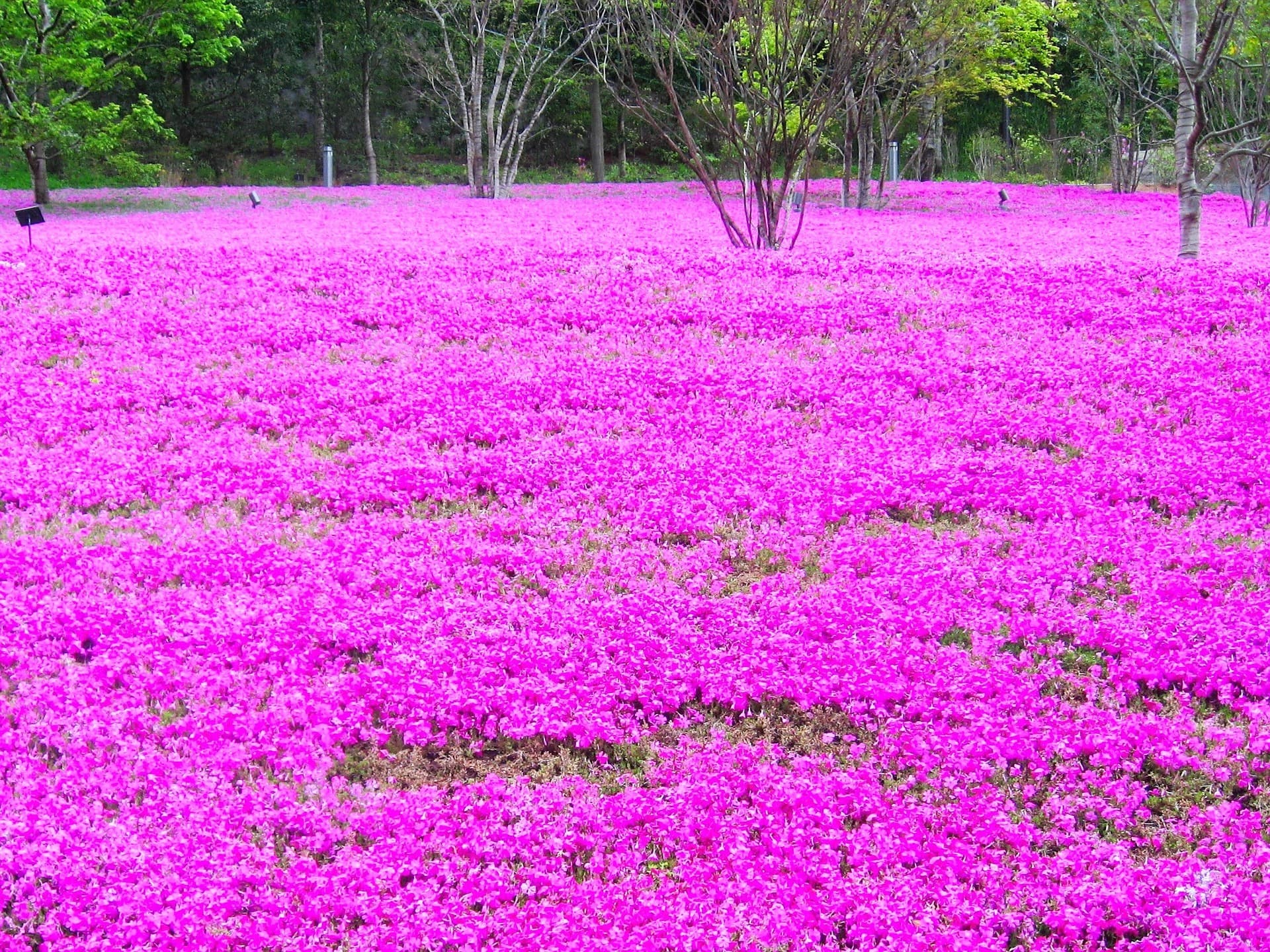Visitar Tokio y sus alrededores en menos de 15 días... ¡los lugares que no te puedes perder!