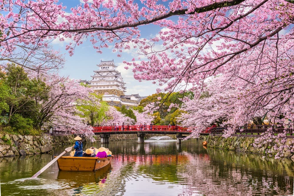 ¿Dónde y cuándo ver los sakuras, los famosos cerezos en flor en Japón?